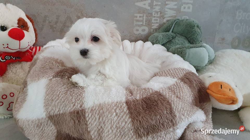 Maltańczyk sunia WIKA gotowa do odbioru Mierczyce