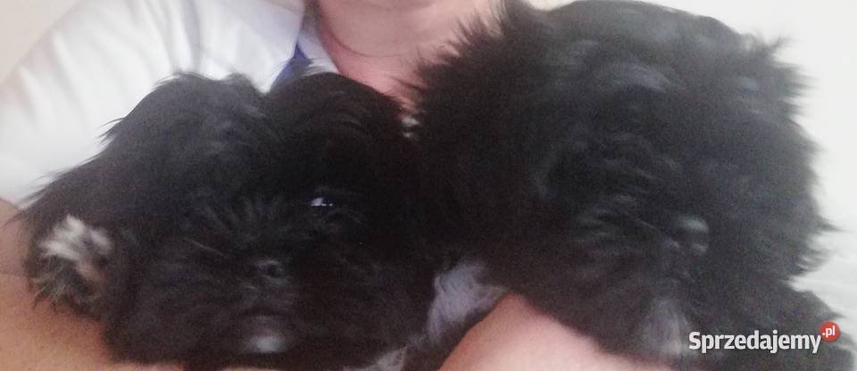 Shih tzu pieski i suczki Poznań