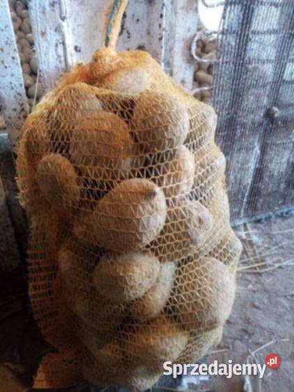 Ziemniaki jadalne odmiana Connect świętokrzyskie Działoszyce