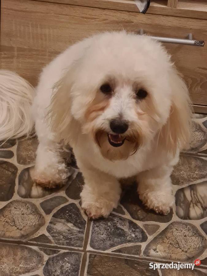 Coton de Tulear dorosły śląskie Dąbrowa Górnicza