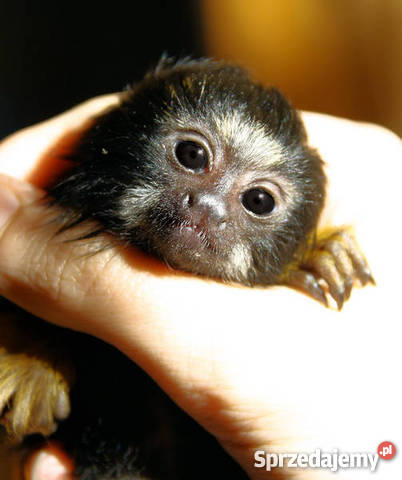 Małpka tamaryna złotoręka Margonin