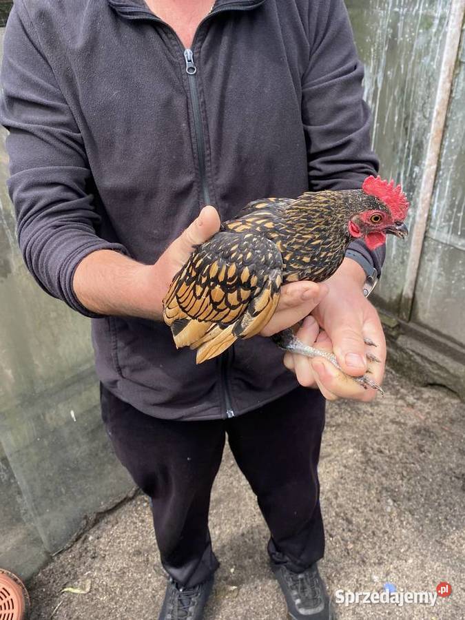 Trzy miesieczne koguty sebrytki Drób i ptactwo zachodniopomorskie Białogard