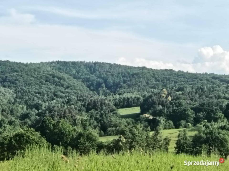 Działki leśne w Lipnicy Dolnej 6 hektarów Lipnica Dolna