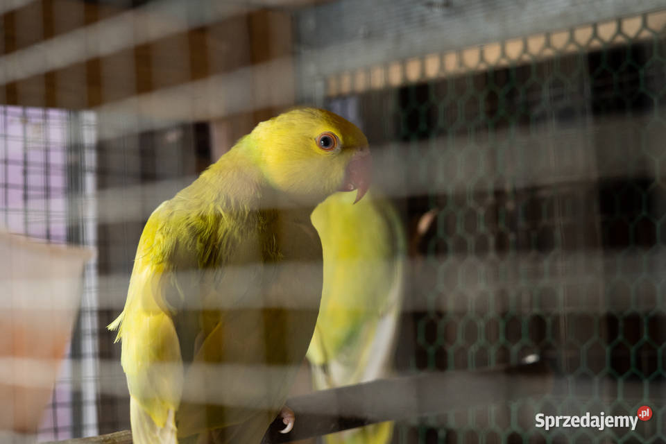 Aleksandretty Obrożne Lacewing Ptaki Chmielnik
