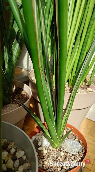 Sansevieria hybr Midnight Star deserti x Warszawa