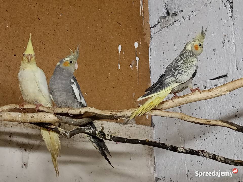 Zamienię papugi nimfy Śmigiel