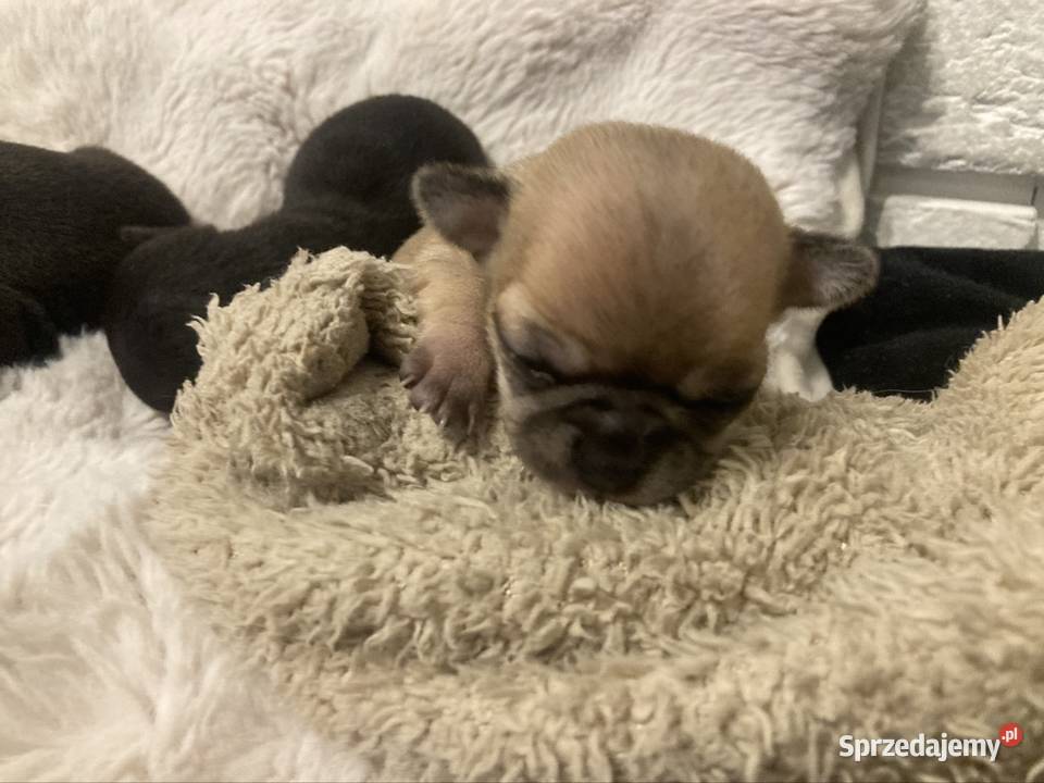 Chihuahua szczeniak świętokrzyskie sprzedam