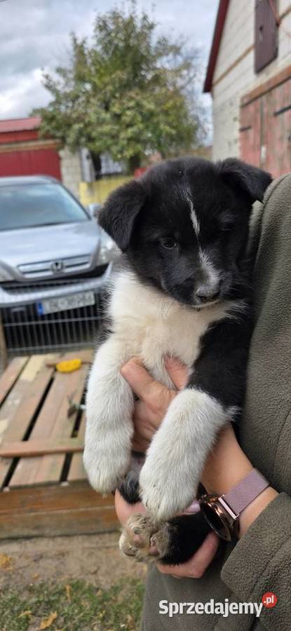 Karelski pies na niedźwiedzie lubelskie Turobin