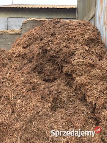 Kora dębowa Koszkowo