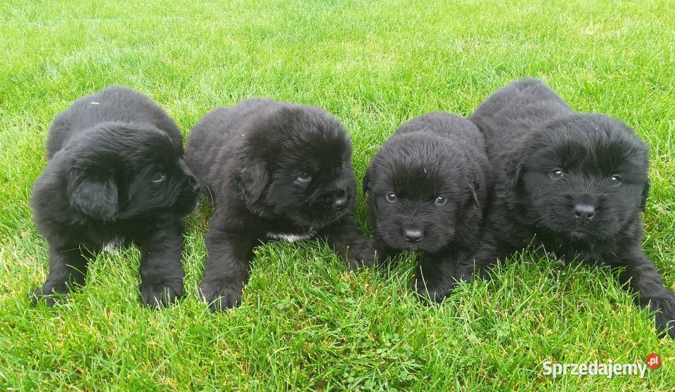 Nowofundland nowofundlandy Mieścisko