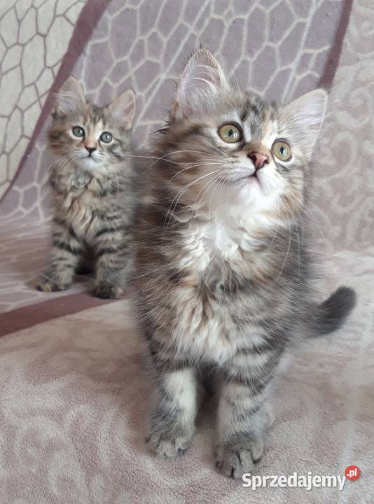 Koteczki Syberyjskie Miot L PZFWCF Sochaczew