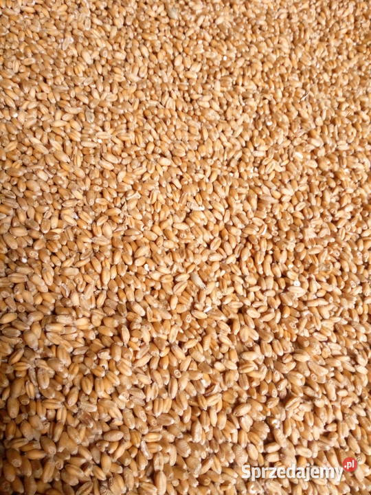 Pszenica ozima REFORM zbiór 2024r Zboża warmińsko-mazurskie Miłakowo