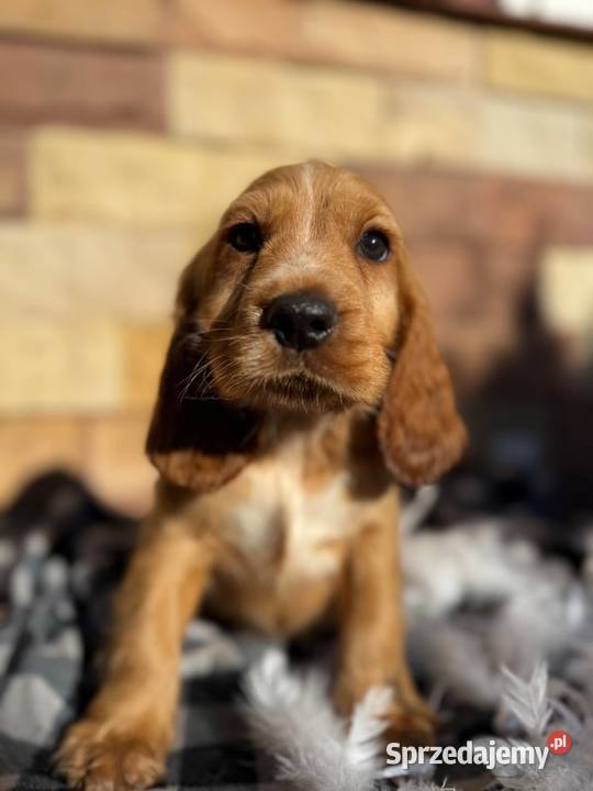 Śliczny piesek Cocker Spaniel Angielki Gold z Kraków