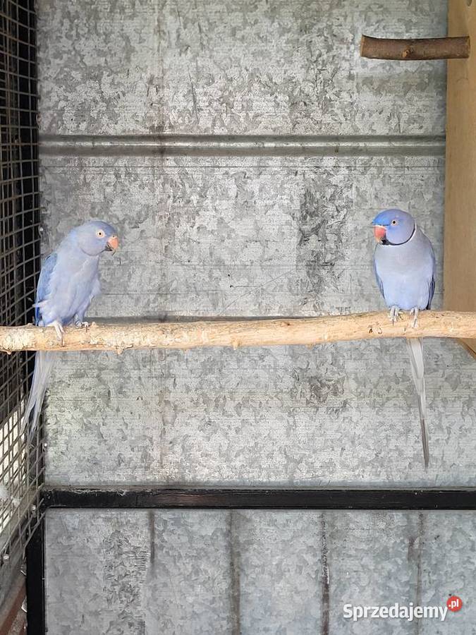 Aleksandretta obrożna fiolet para 2021r legowa Ptaki Ulanica sprzedam