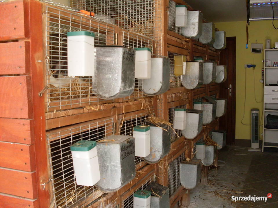 sprzedaz królików hodowlanych Stary Jaworów sprzedam