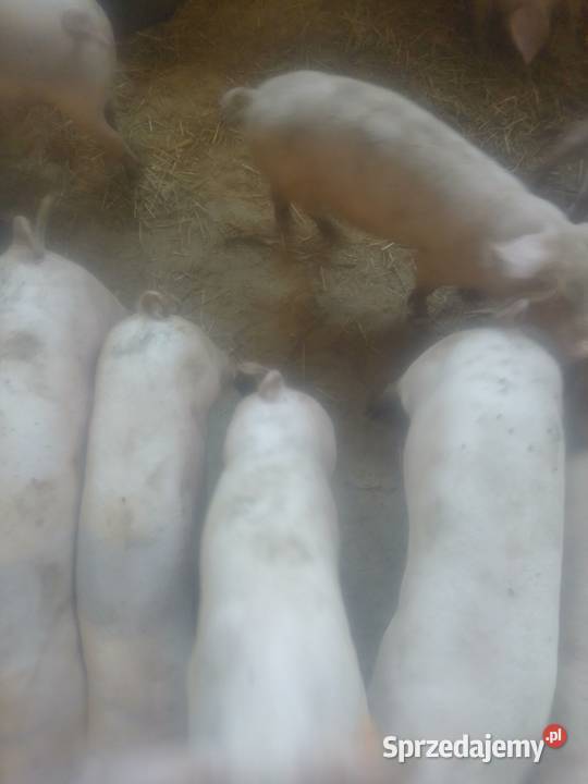 Prosięta sprzedam Książ Wielki