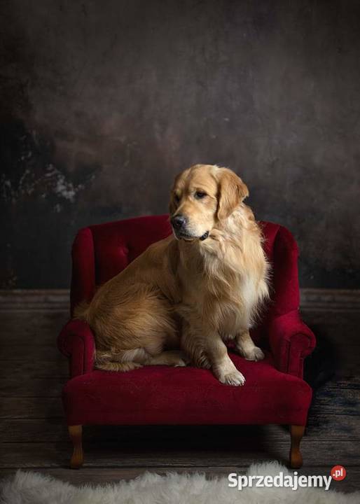 Reproduktor golden retriever ZKWP Opole usługa dla zwierząt