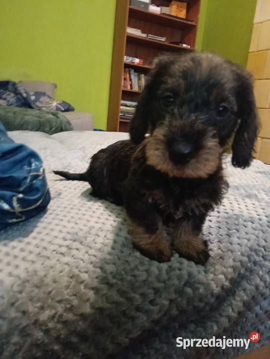 Jamnik szorstkowłosy Jamnik Rożnowo