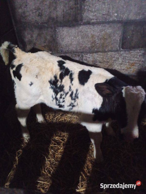 Byczek dwutygodniowy BB miesny Żółkiewka-Osada