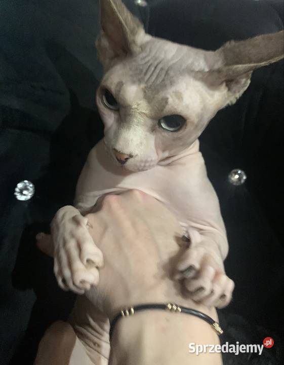 Sfinks Kanadyjski Reproduktor Leszno