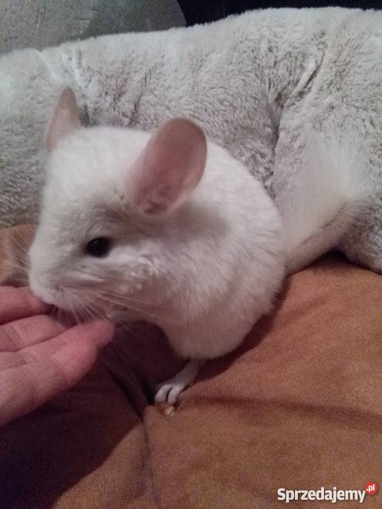 Młoda szynszyla biała samica 25 mies