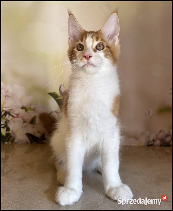 Kocurek Maine Coon Windor Już do odbioru Kraków