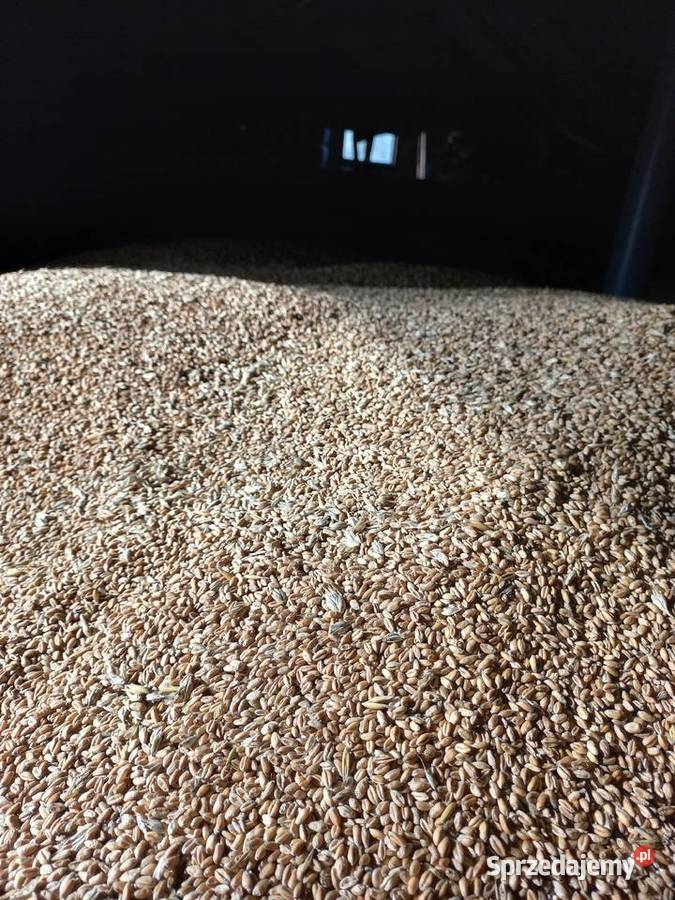 Owies Bingo pszenżyto ozime pszenica ozima świętokrzyskie Gałęzice sprzedam