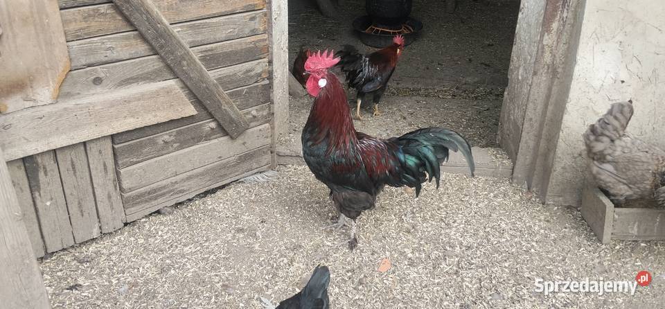 Koguty włoszki legbary 25r Pruchna