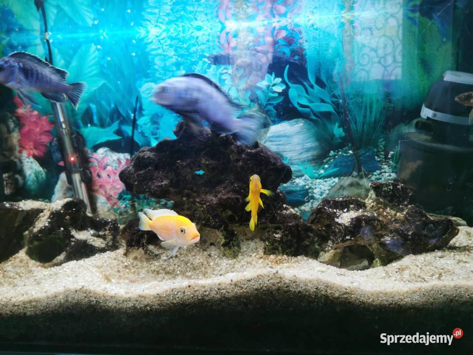 Rybki pyszczaki Ryby Łódź