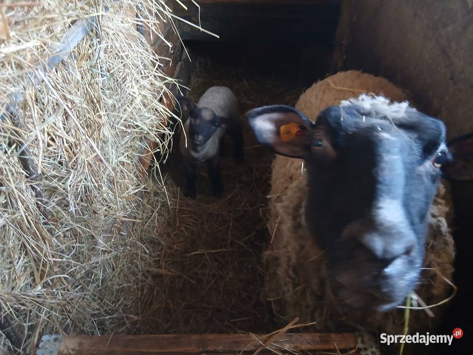Sprzedam jagniąta czarnoglówki 3miesiace Owce Lipnica Dolna
