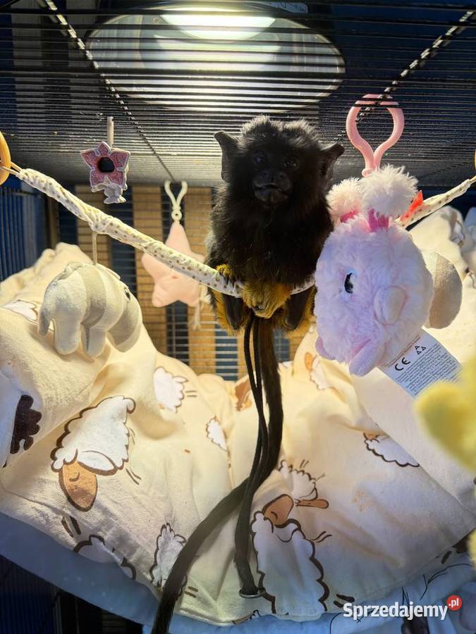 Małpka Tamaryna złotoręka samiczka Skarżysko-Kamienna sprzedam