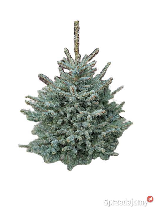 Choinki z plantacji z dostawą do domu