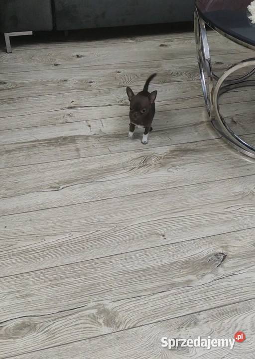 MINI Dziewczynka Chihuahua Gotowa Do Odbioru wielkopolskie
