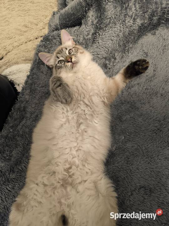 Kocięta Syberyjskie Łódź