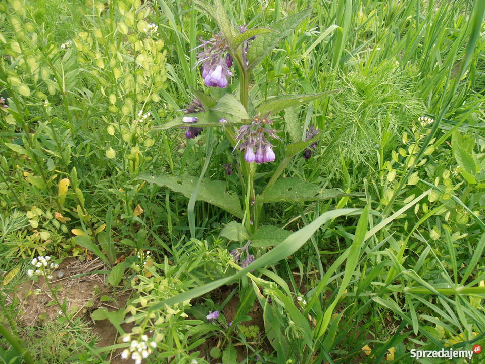 Żywokost korzeń Jasło