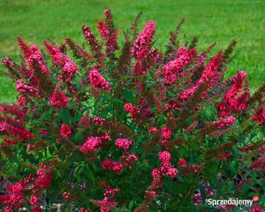 Budleja Dawida Prince Charming opolskie Kadłub