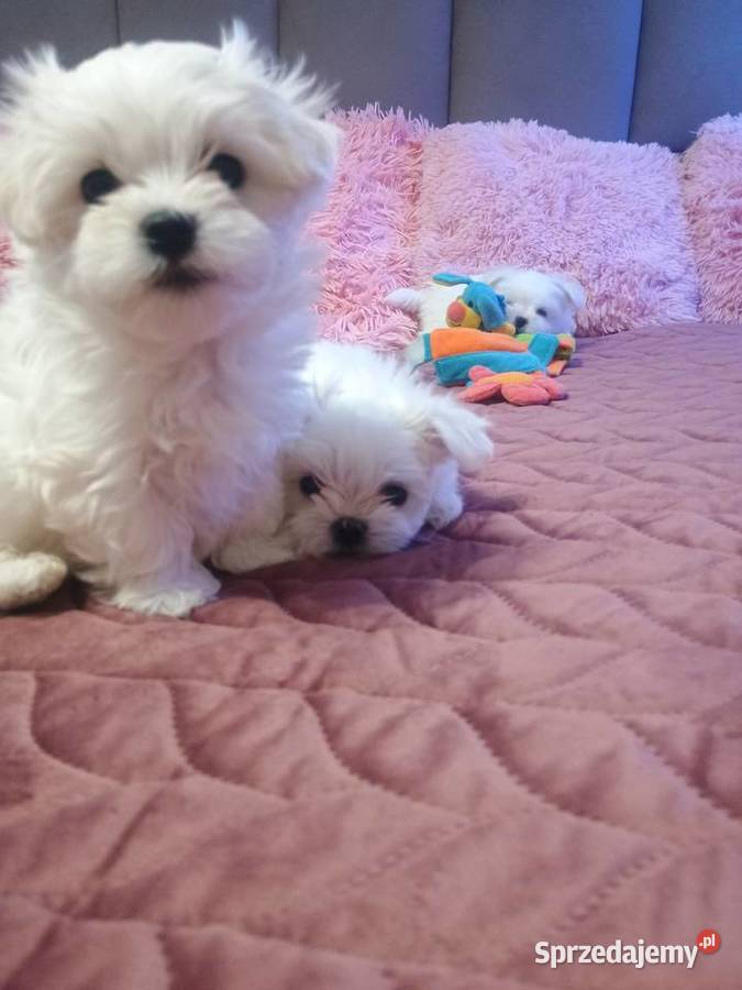 Maltańczyk Maltańczyk Ropczyce