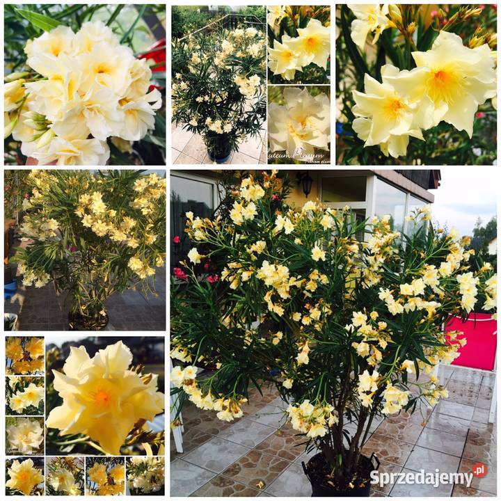 Pleander Provence Łososiowy pachnący pełny Skawina