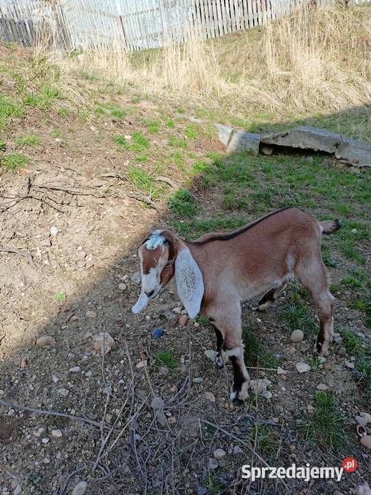 Koziołek anglonubijski Świdnica
