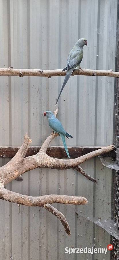 Aleksandretty Obrożne sprzedam