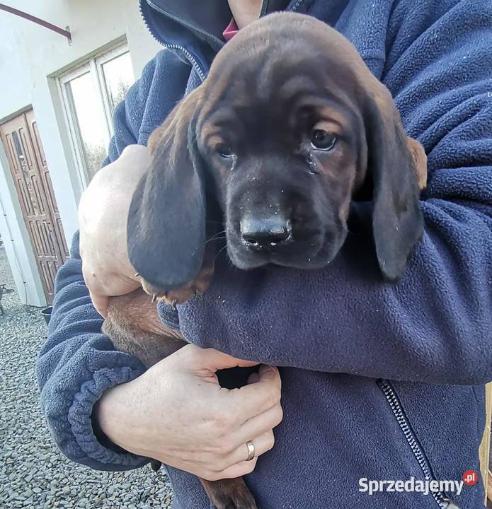 Posokowiec bawarski szczenięta Krosno