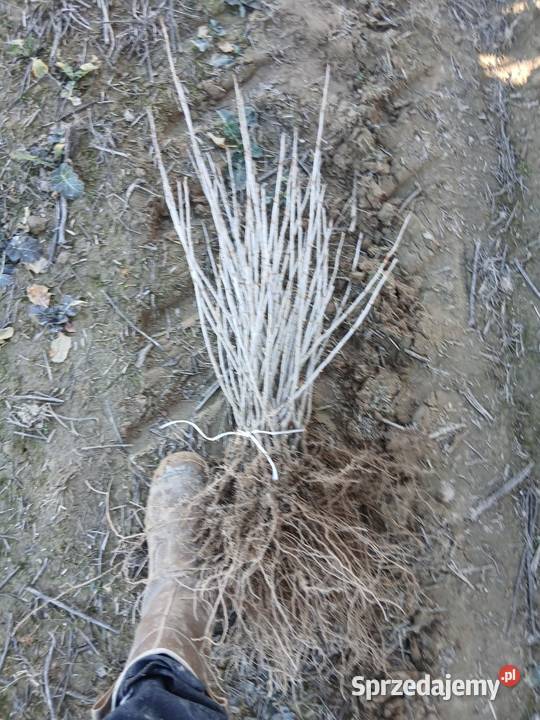 Porzeczka czarna czerwona sadzonka sztobry Puławy