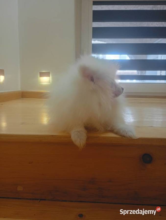 Szpic miniaturowyPomeranian