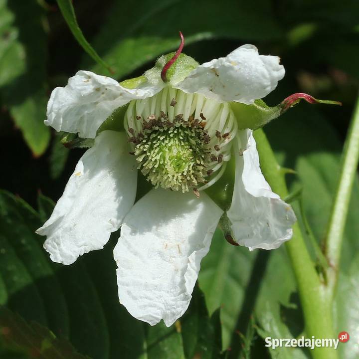 Malinotruskawka malina ponętna doniczka Łódź