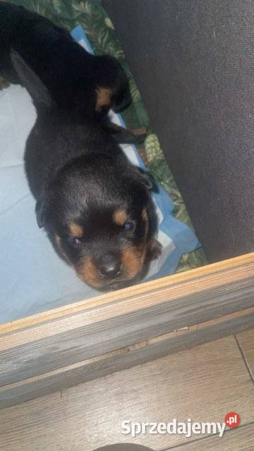 Rottwailer szczeniaczki