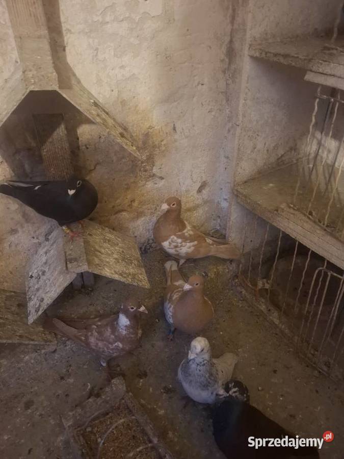 Gołębie pocztowe Kluczbork sprzedam