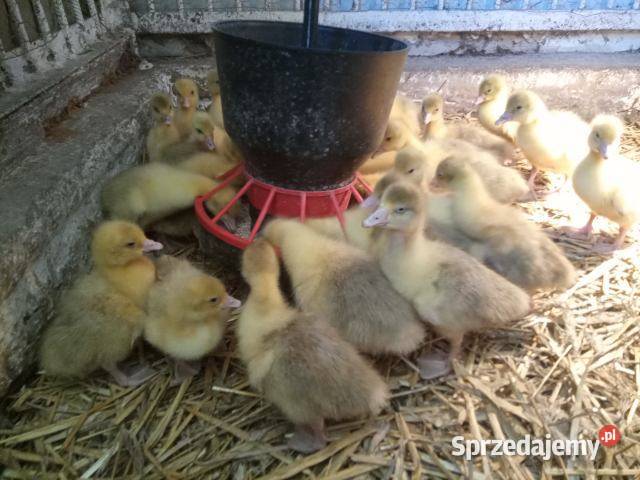 Sprzedam młode gęsi kołudzkie Ryki sprzedam