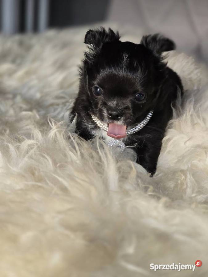 Chihuahua czarna Xxs śląskie Bielsko-Biała