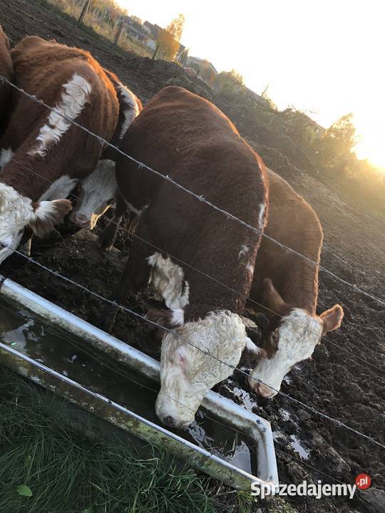 Sprzedam byka Hereford rozpłodowy Bydło mięsne Maków sprzedam