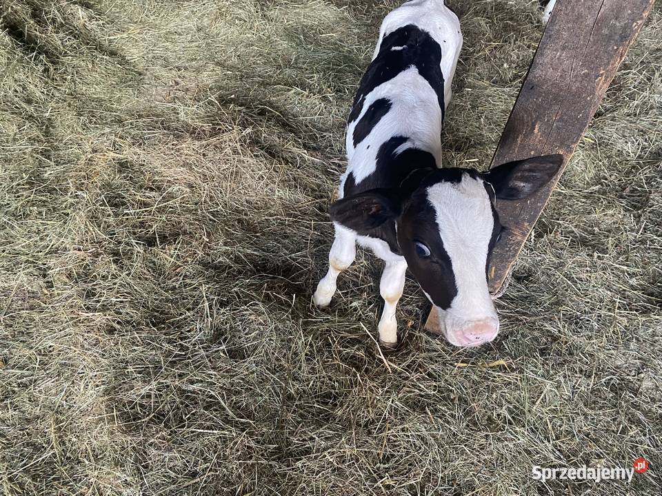 Jałoszki HF 3 sztuki sprzedam